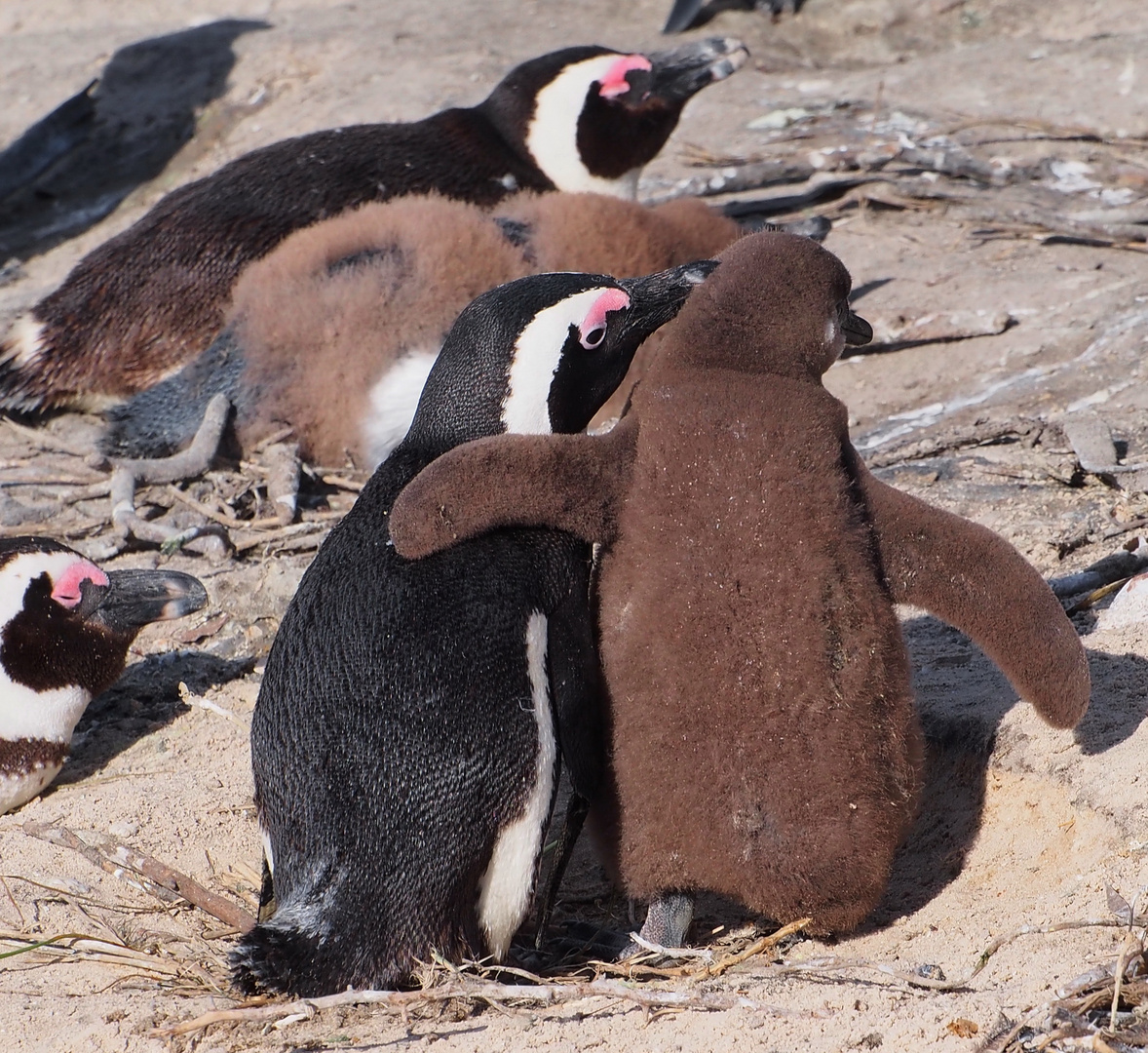 Pinguine Nähe Boulder, Western Cape, Za