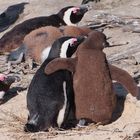 Pinguine Nähe Boulder, Western Cape, Za