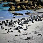 Pinguine - Nähe Kap Stadt