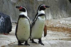 Pinguine (Neuwieder Zoo)