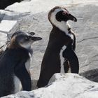 Pinguine - noch jung aber die Flügel hängen lassen