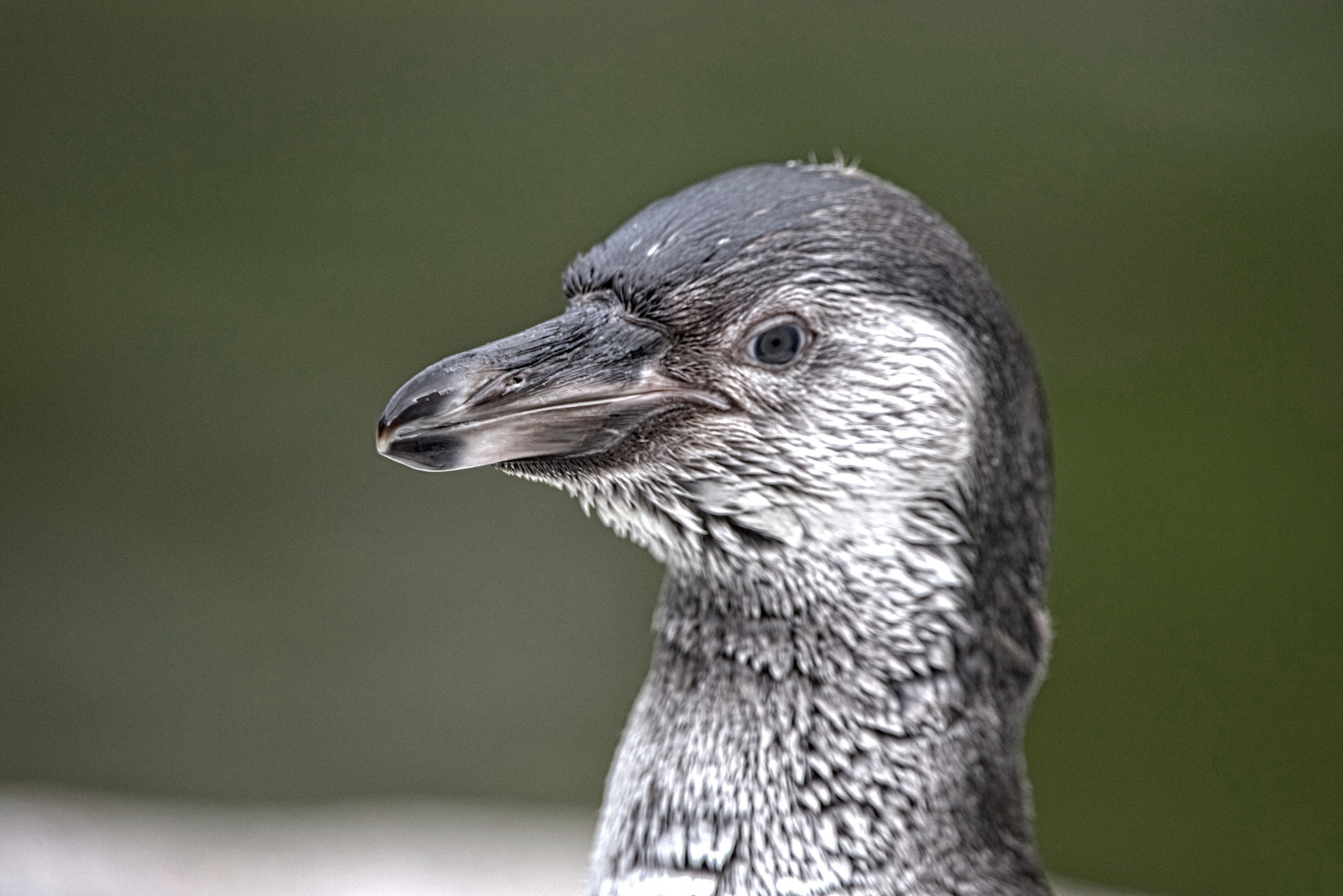 Pinguine Portrait