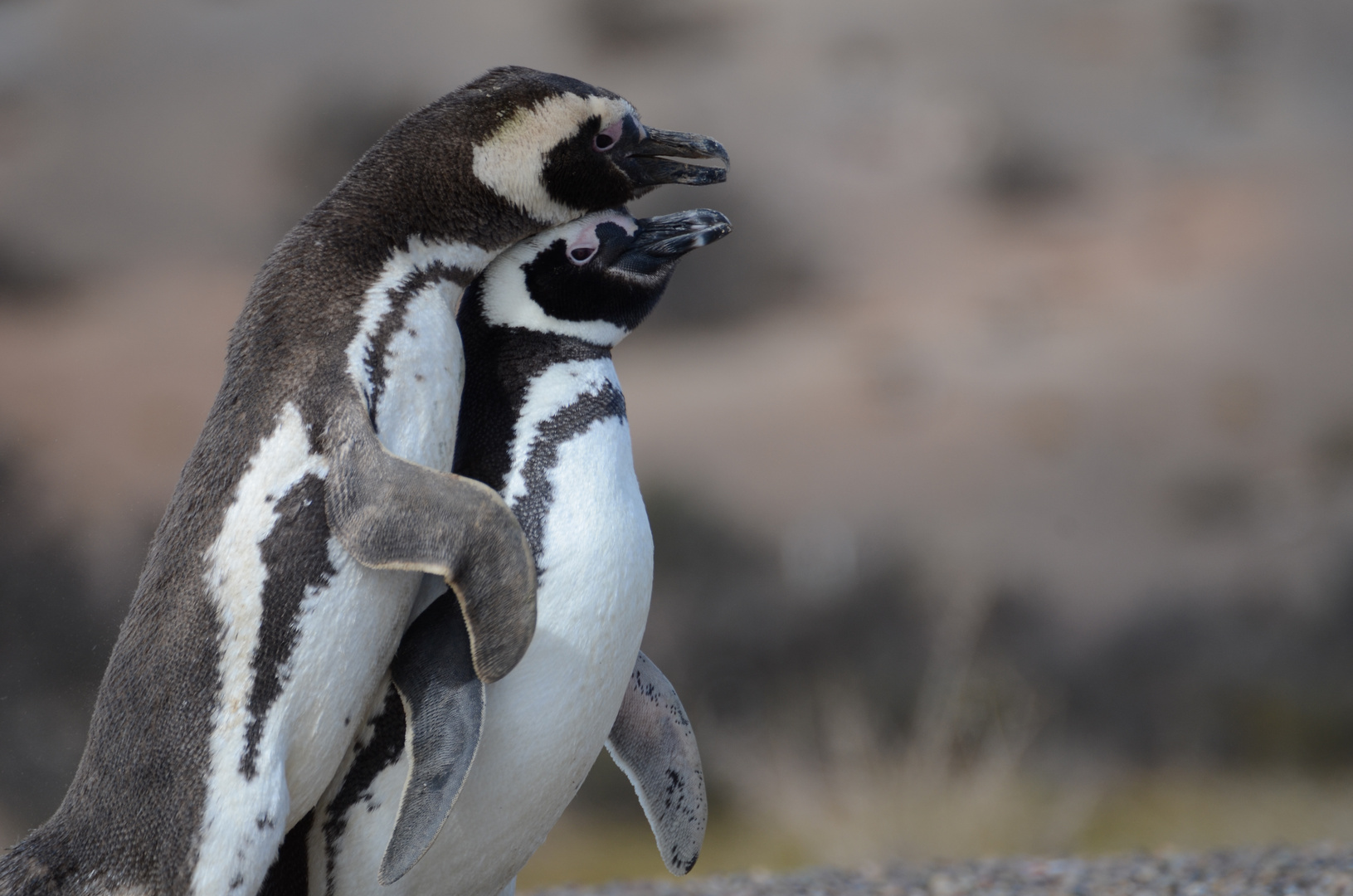 Pinguine Punta Tombo