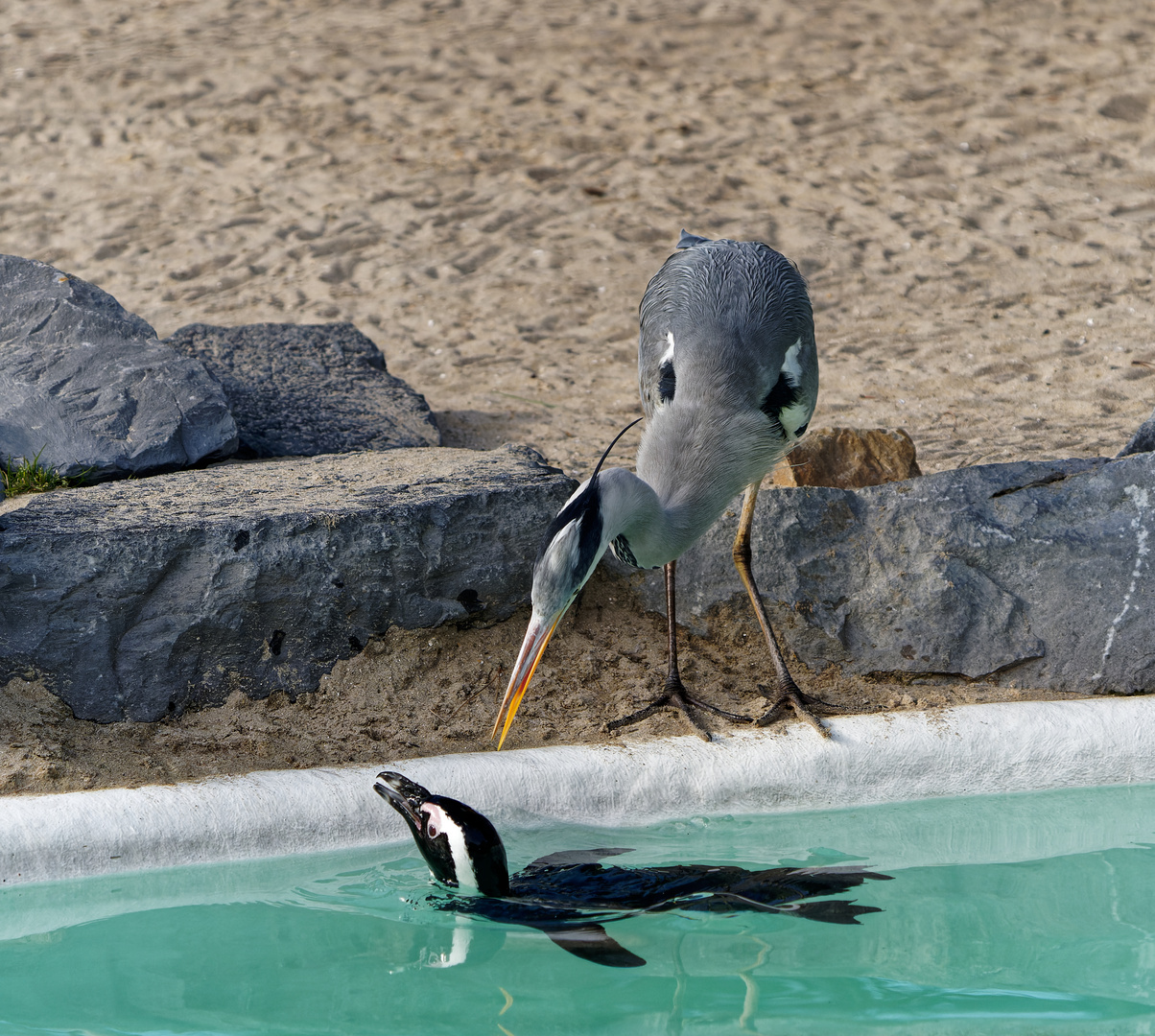 Pinguine sind doof!!!!!