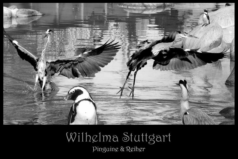 Pinguine und Reiher - Wilhelma im März 2007