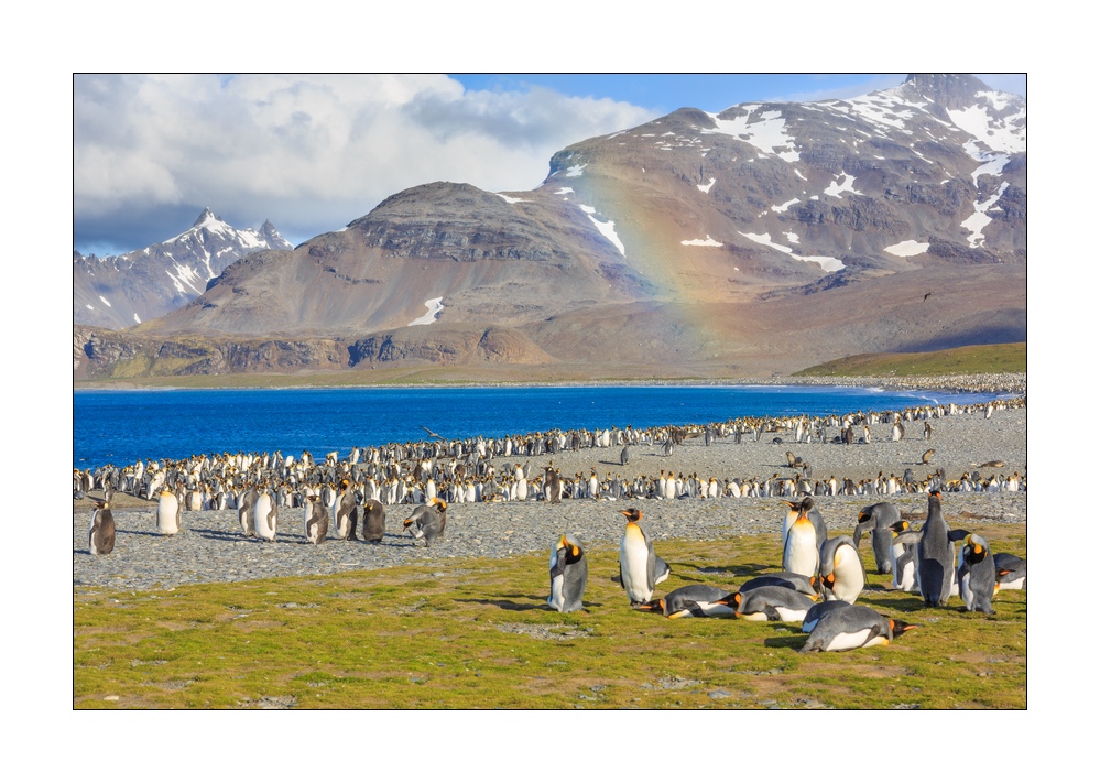 Pinguine unter dem Regenbogen.....