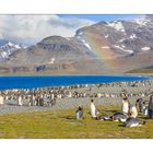 Pinguine unter dem Regenbogen.....