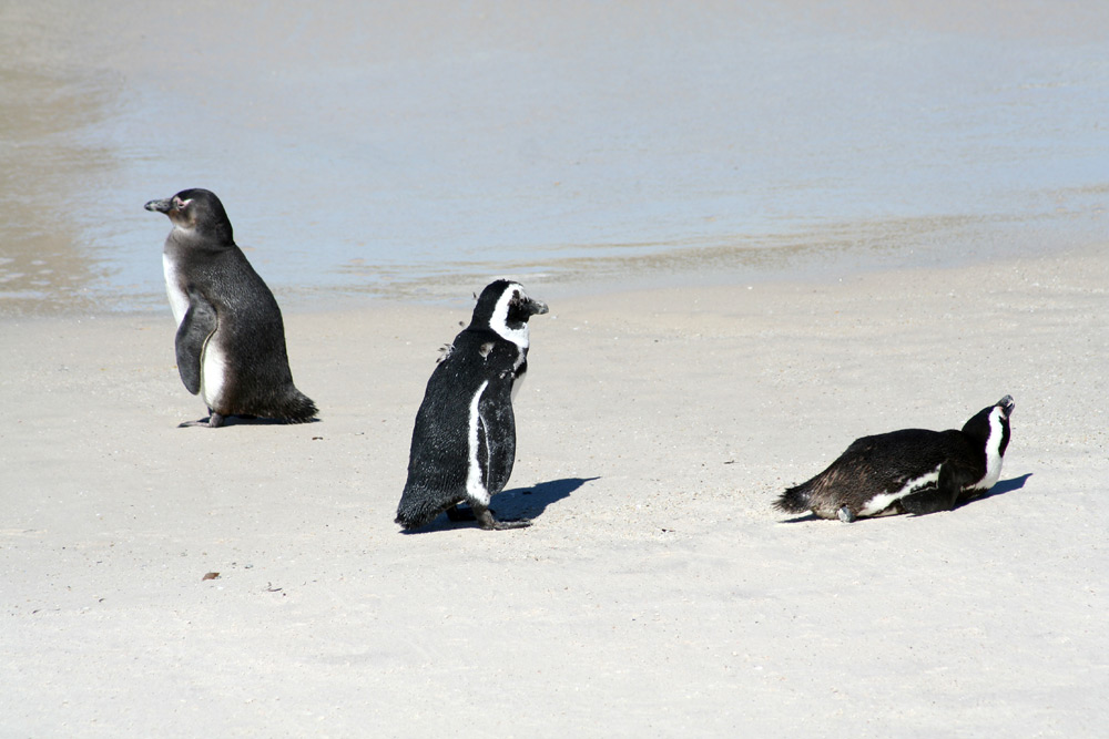 Pinguine unter sich