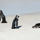 Pinguine unter sich