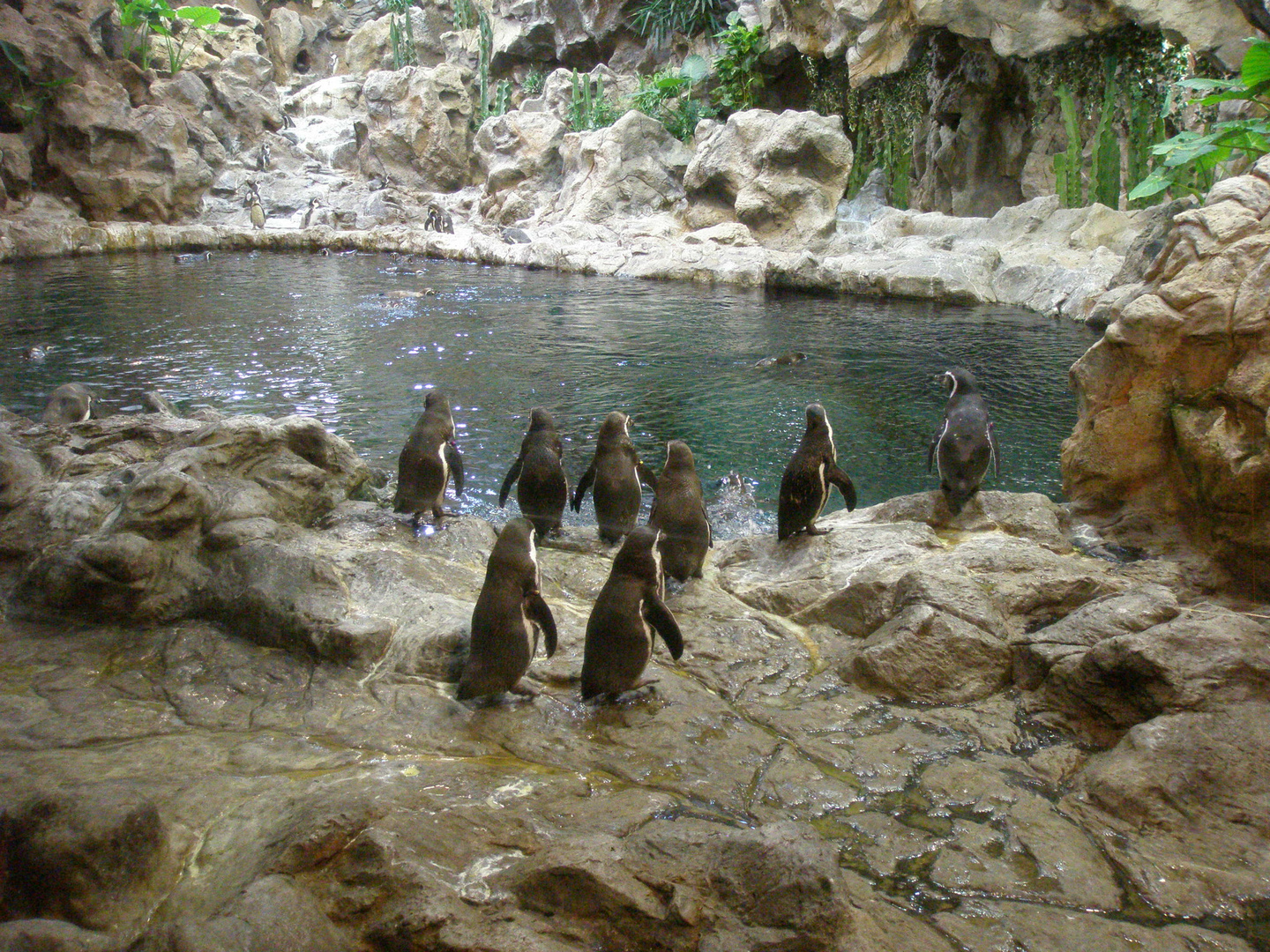 Pinguine vom Loro Park (Teneriffa)