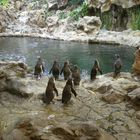 Pinguine vom Loro Park (Teneriffa)