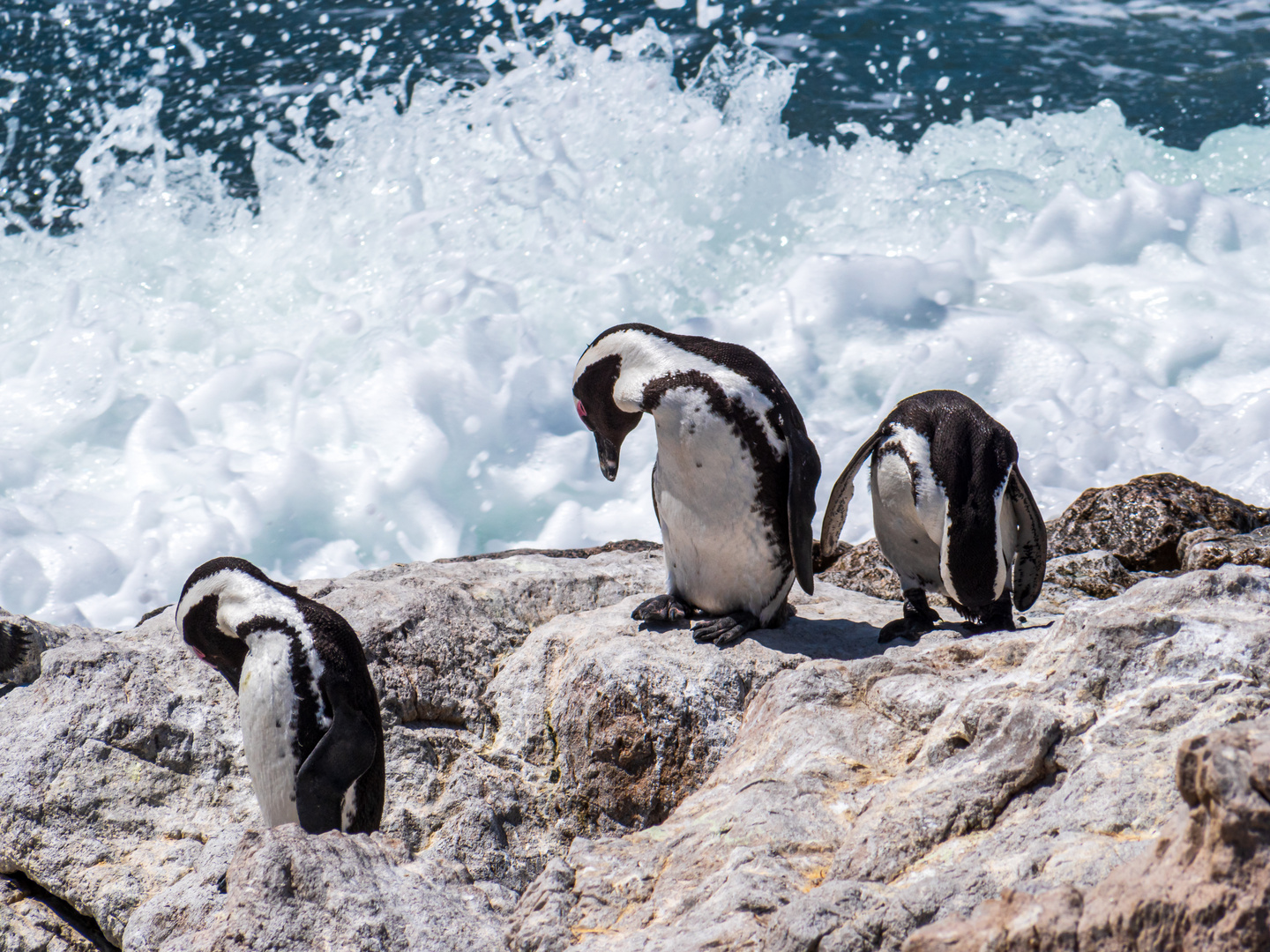 Pinguine vor dem Splash