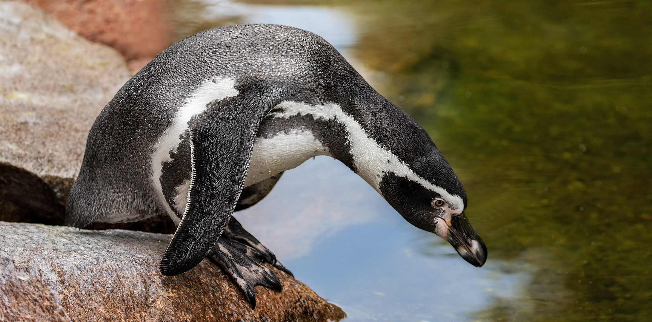 Pinguine vor dem Sprung 003