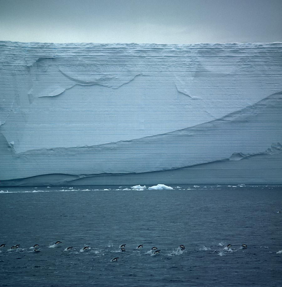 Pinguine vor einem Eisberg