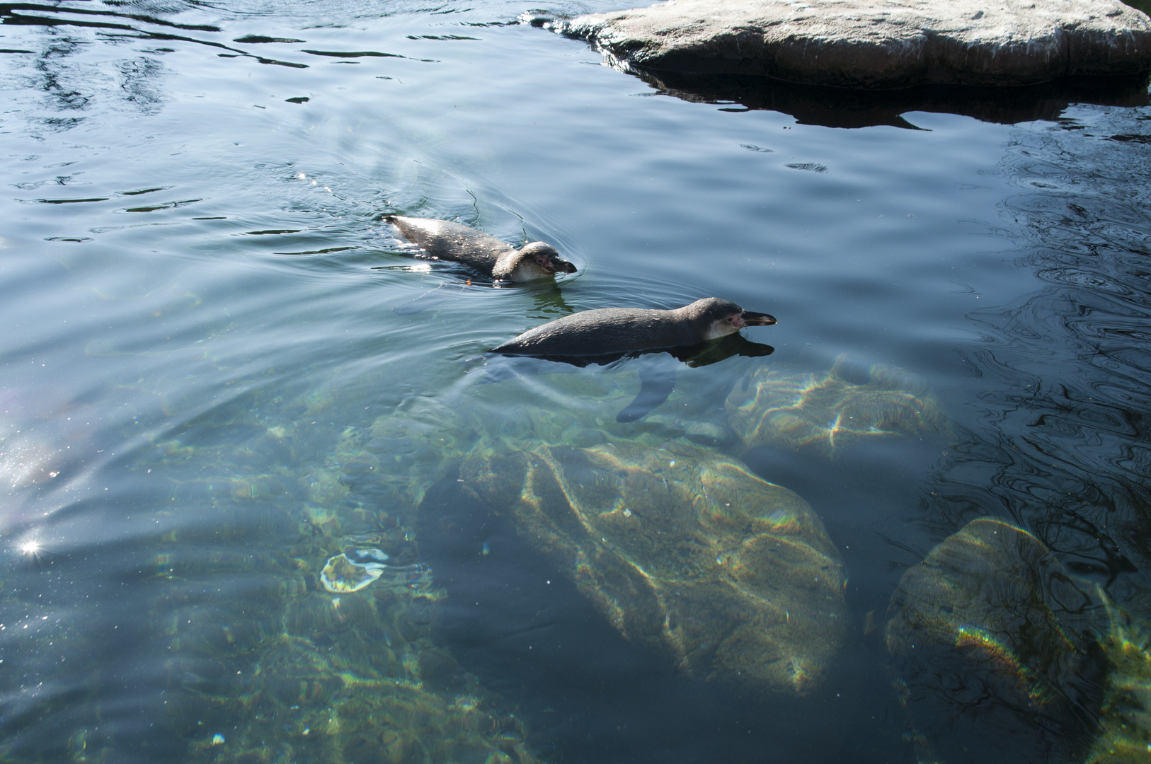 Pinguine ziehen ihre Bahnen!