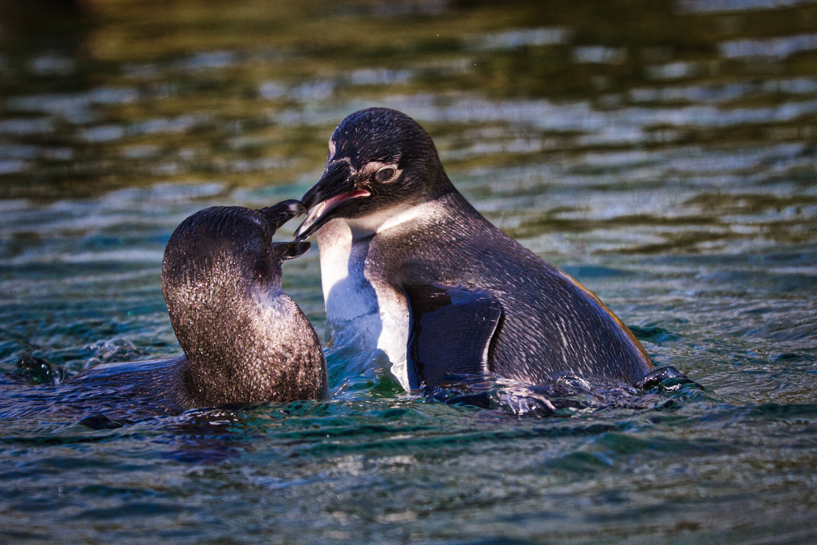 Pinguine_0054