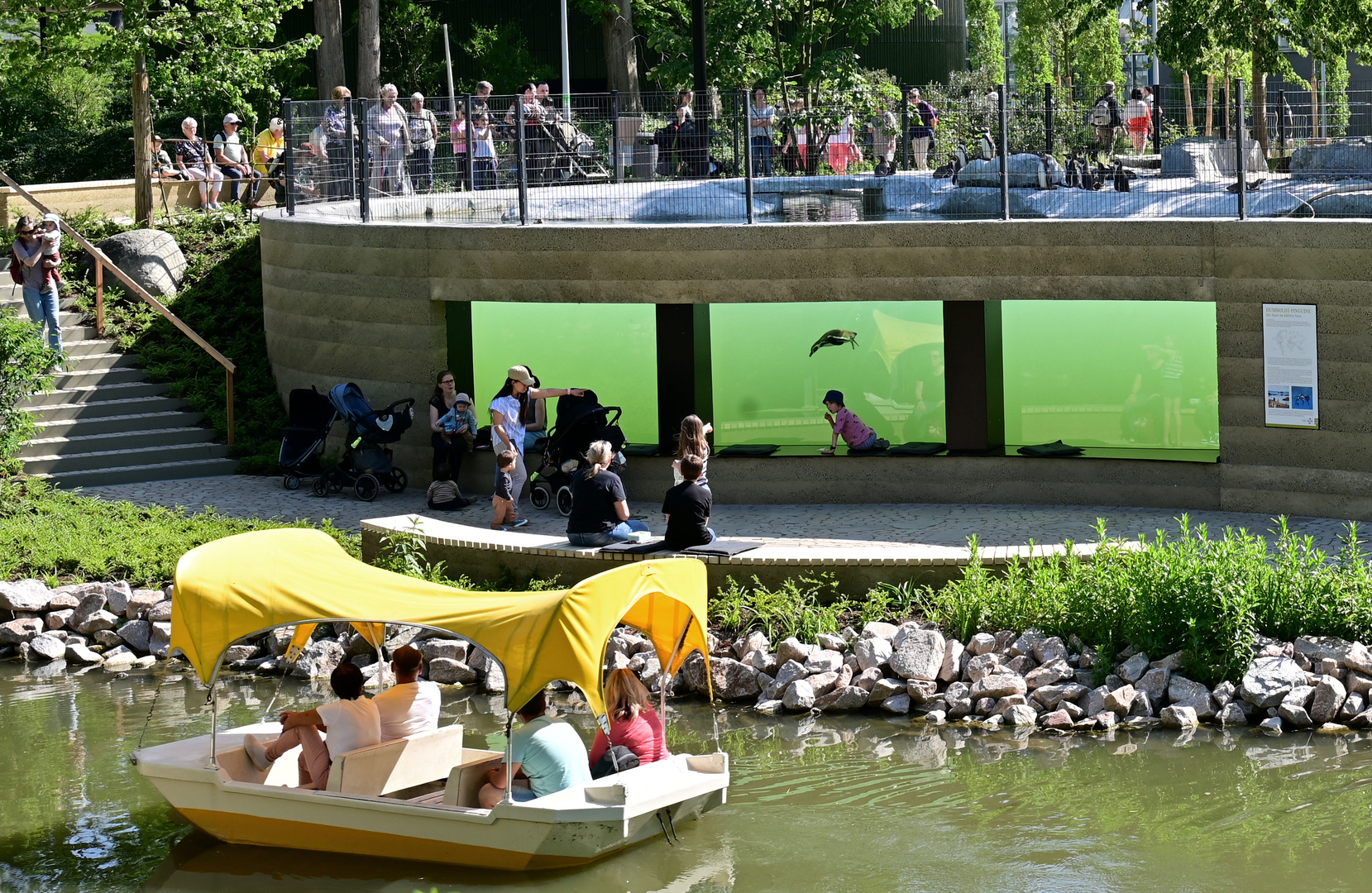 Pinguinen beim Schwimmen zusehen