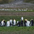 Pinguinen Brutkolonie auf Südgeorgien