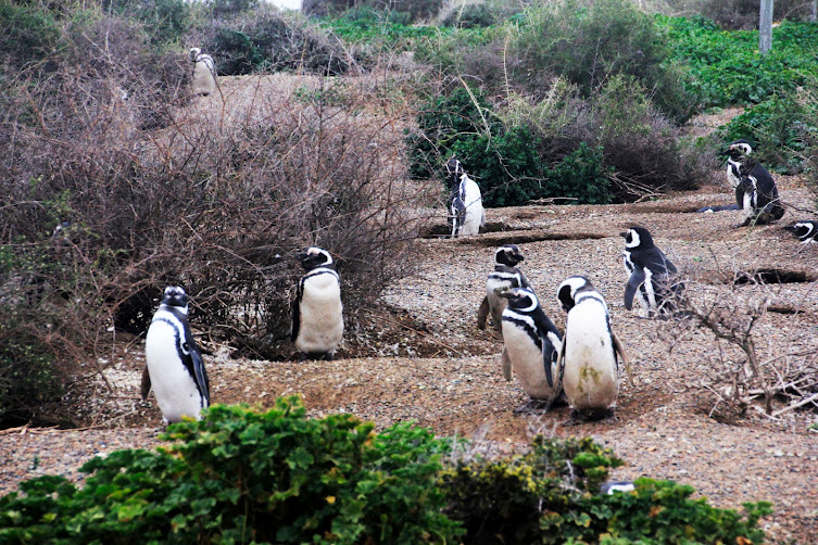 Pinguinera - Peninsula Valdes