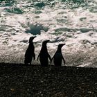 Pinguine_Valdez_Halbinsel