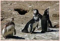 Pinguinfamilie