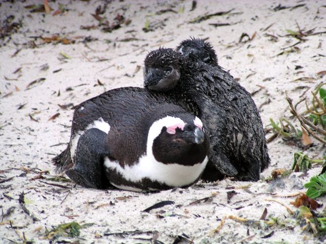 Pinguinfamilie