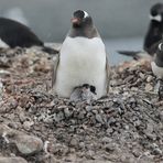 Pinguinfamilie