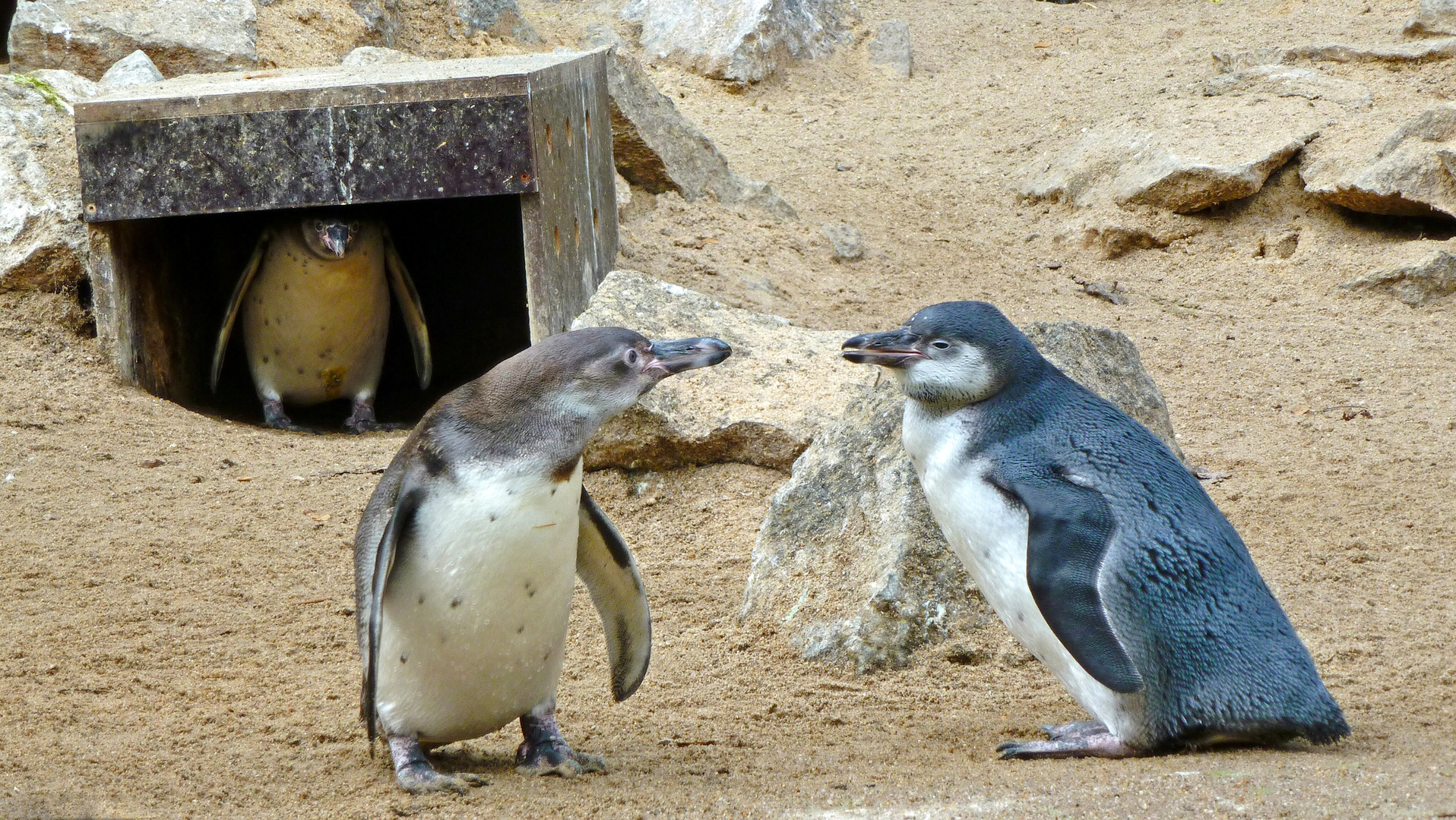 Pinguingespräche...