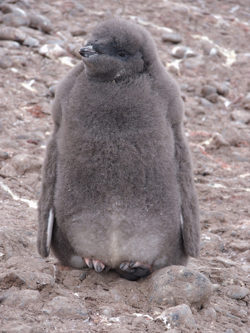 Pinguinkind
