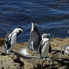 Pinguinkolonie Südafrika