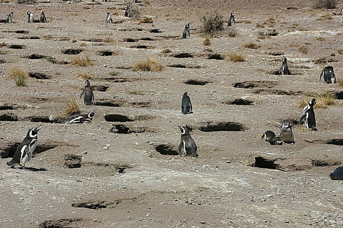 Pinguinkolonnie Peninsula Valdes