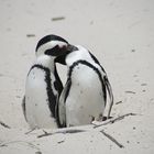 Pinguinliebe