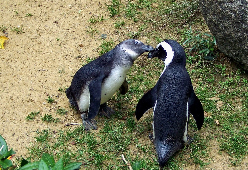 Pinguinliebe!