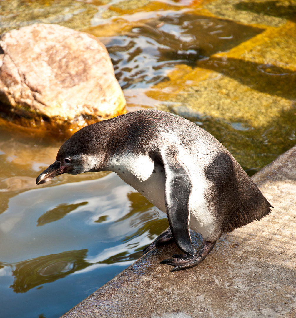 Pinguinmädchen