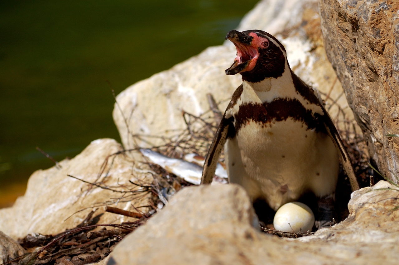 Pinguinmama beim brüten