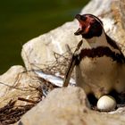 Pinguinmama beim brüten