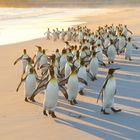 Pinguinmarsch