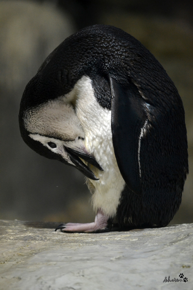 Pinguino