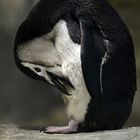 Pinguino