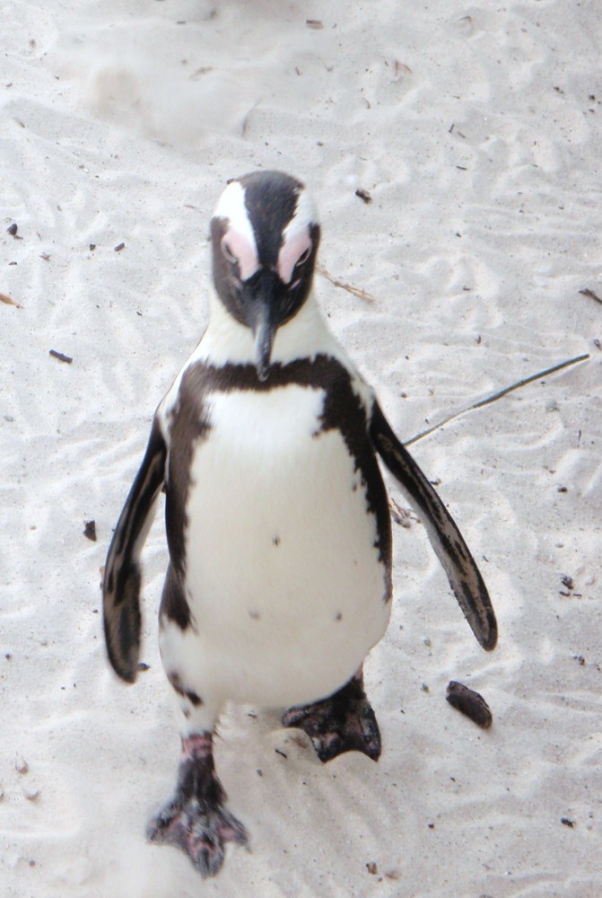 pinguino al Boulders park