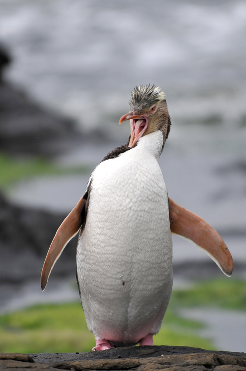 Pinguino dagli occhi gialli