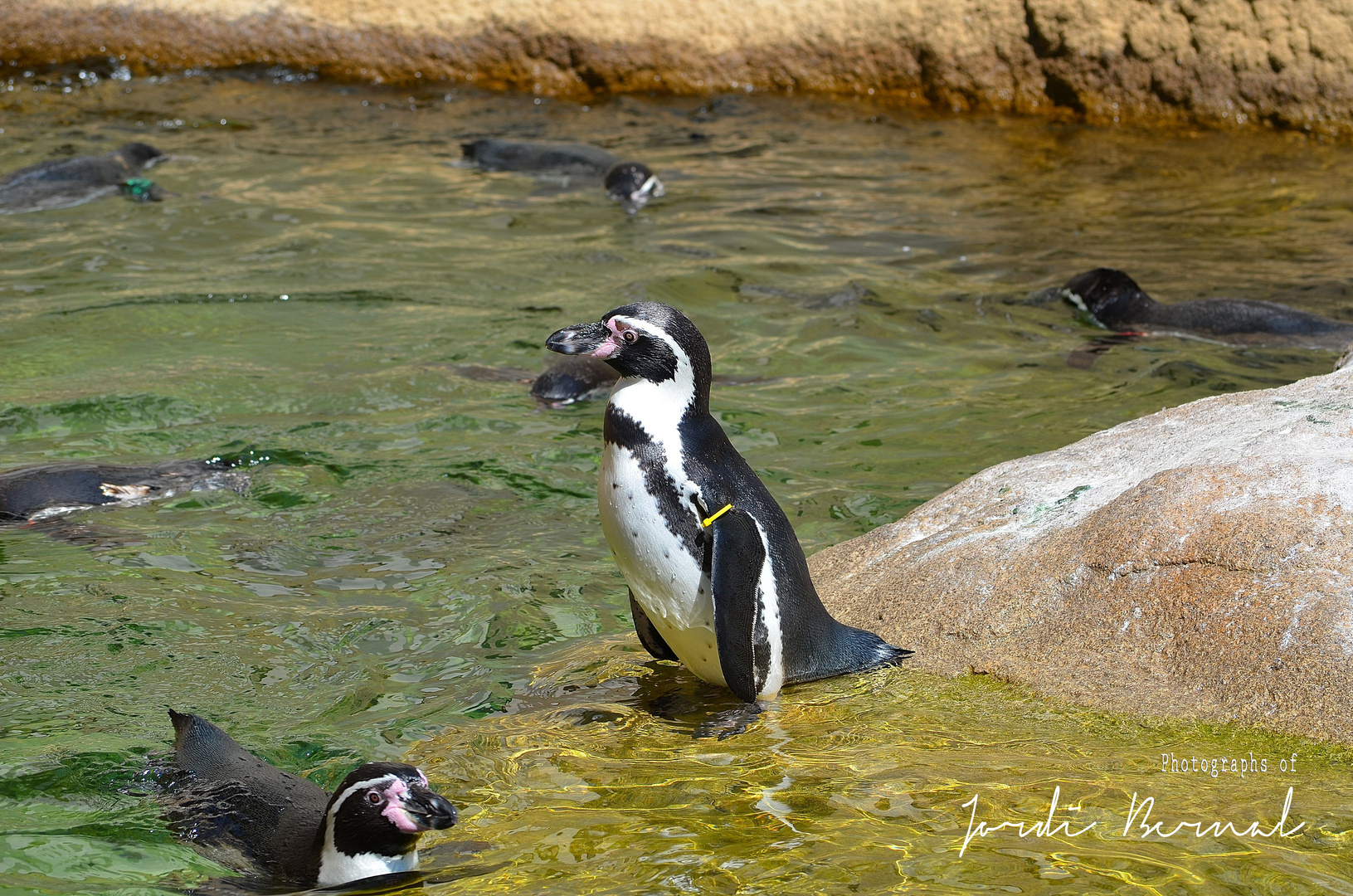 Pinguino de humboldt