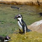 Pinguino de humboldt