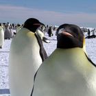 Pinguino Imperatore a Cape Washington Polo Sud