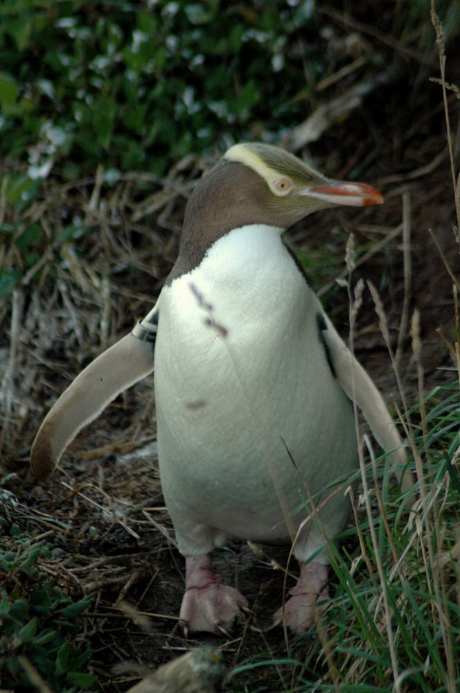 pinguino ojos amarillos