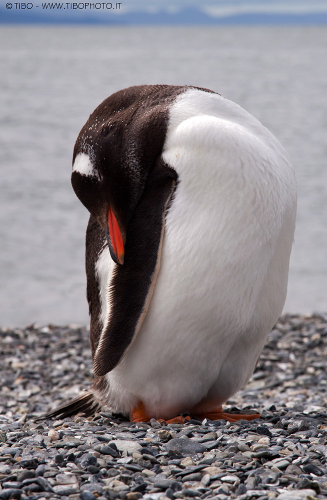 PINGUINO PAPUA