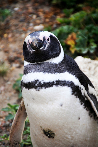 Pinguino Patagónico