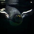Pinguino Sott acqua