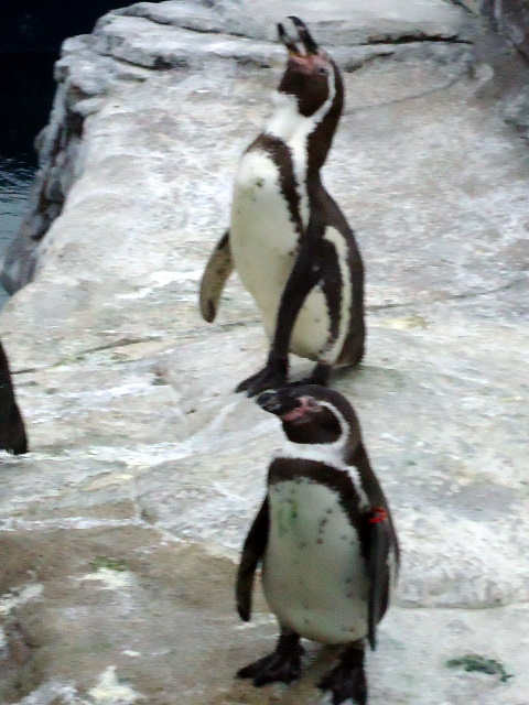 Pinguinos