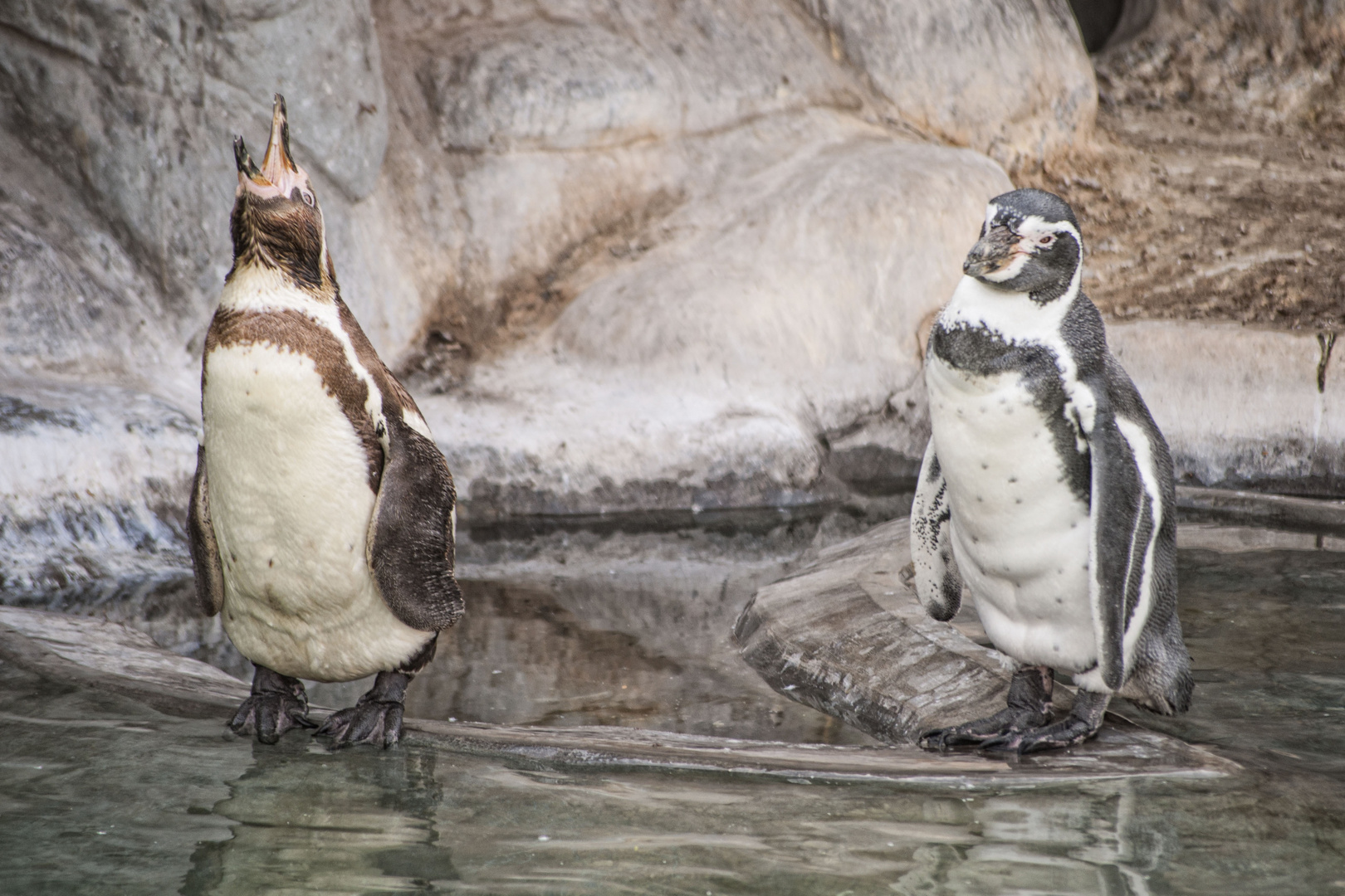 Pinguinos en Huachipa